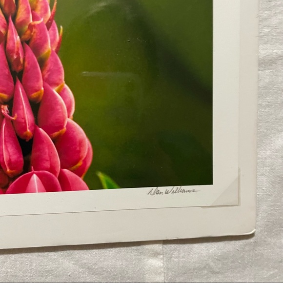 Painted Bunting/bird picture NEW - Picture 2 of 2